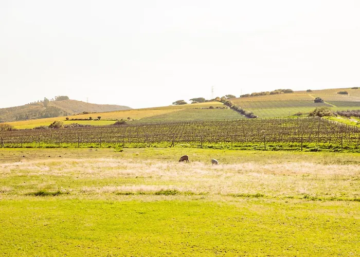 Lovane Boutique Wine Estate And Guesthouse Stellenbosch